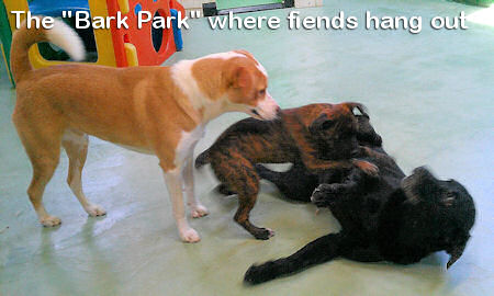 The Bark Park at Main Steet Pet Resort